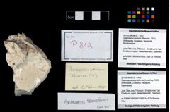 Foto (Objekt + Etikett) von Gastrosacus tuberosiformis (Lorenthey, 1929)  (NHMW-GEO-2014-0194-0812)